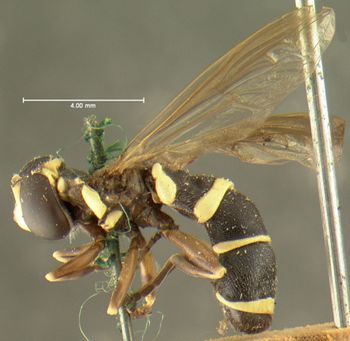 Media type: image;   Entomology 436 Aspect: habitus lateral view